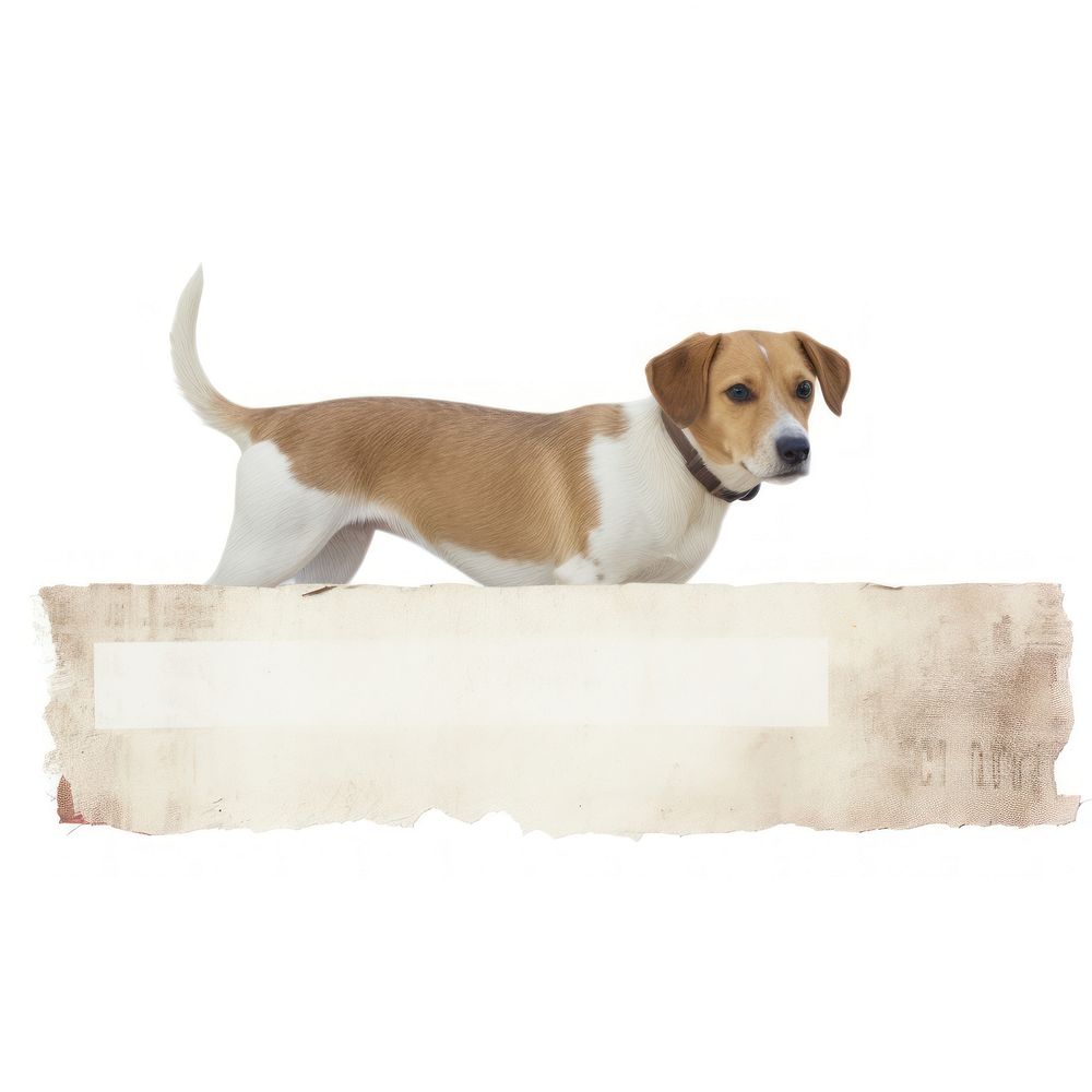 Dog animal mammal beagle.