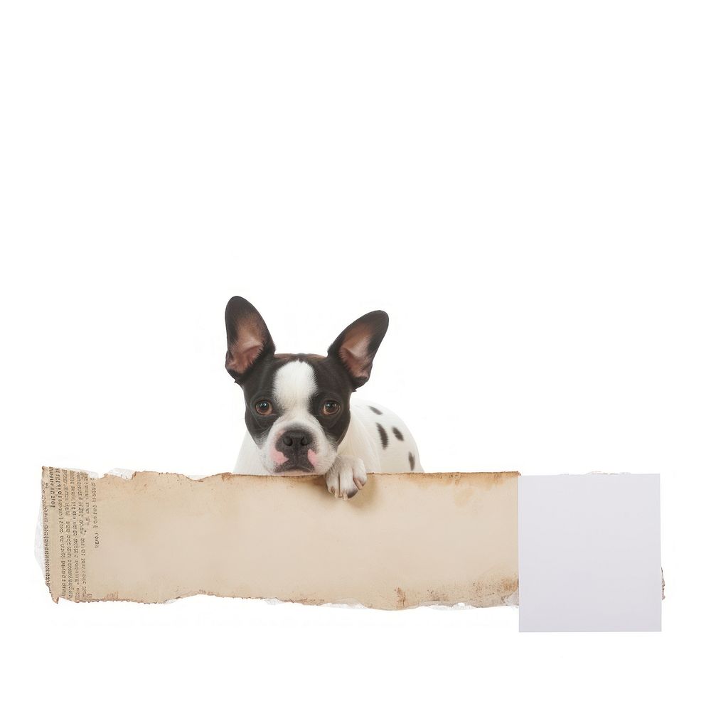 Bulldog animal mammal paper.