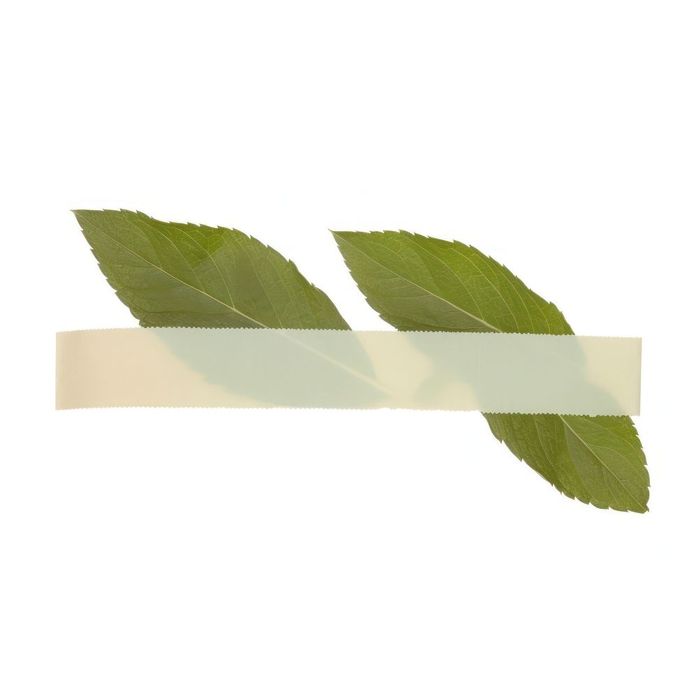 Mint leaf plant white background rectangle.