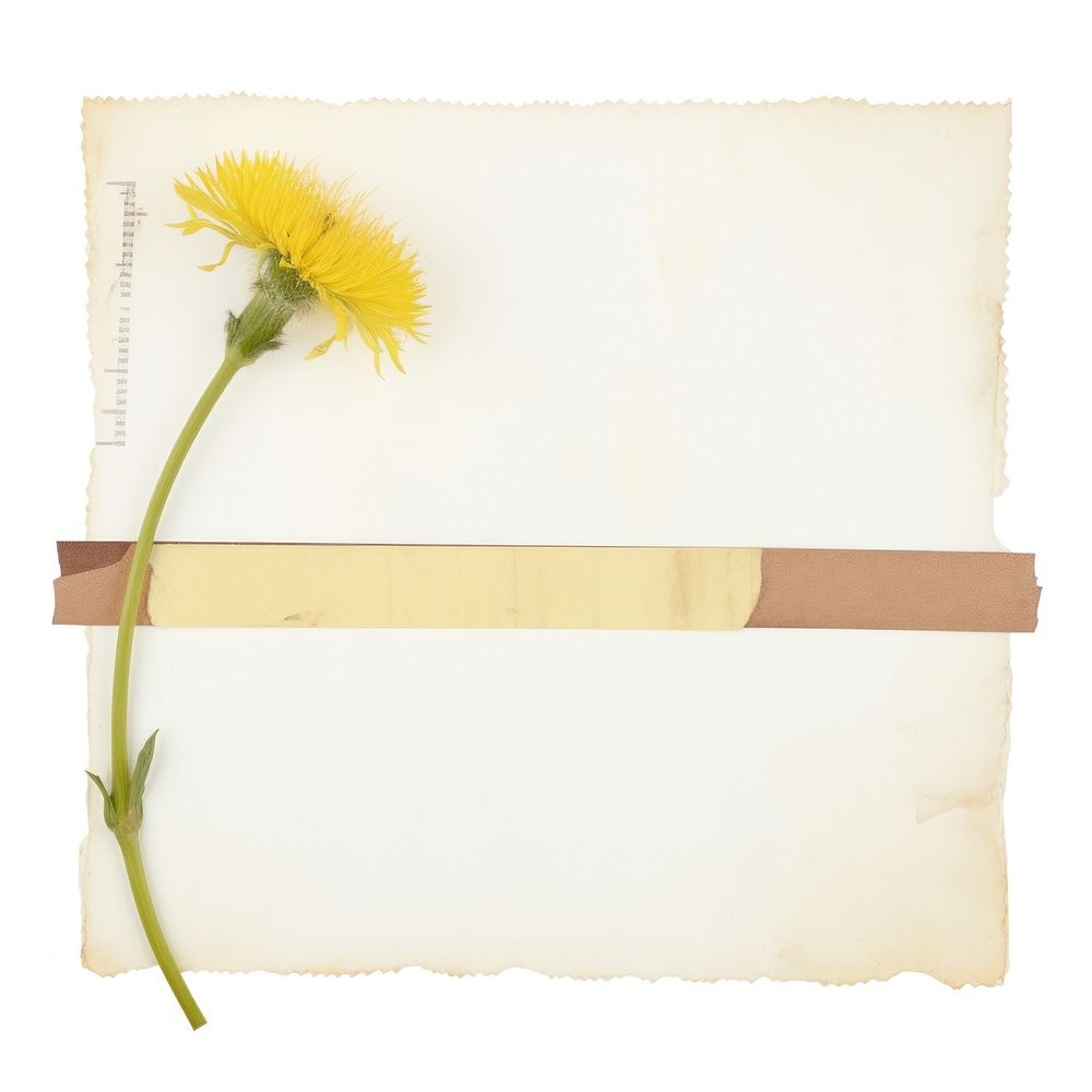 Dandelion sunflower plant paper.