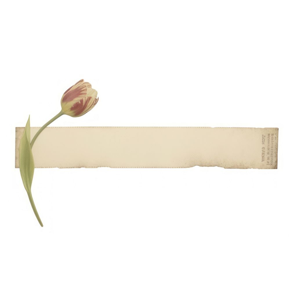 Tulip flower plant paper.