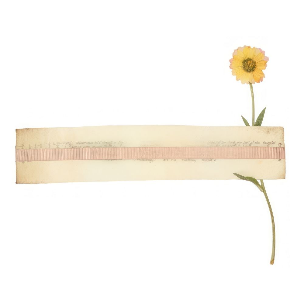 Cosmos flower plant paper.