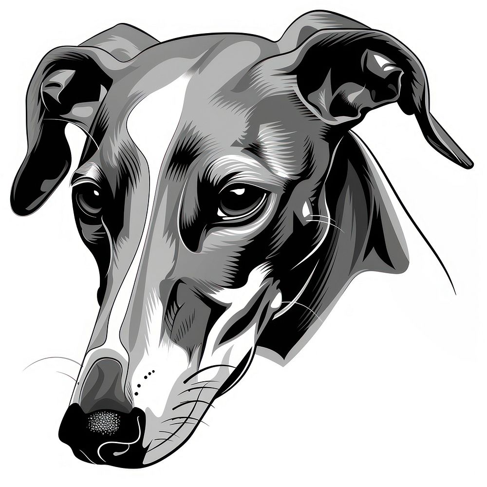 Greyhound illustrated drawing sketch.