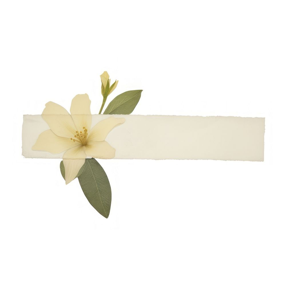 Moonflower accessories accessory blossom.