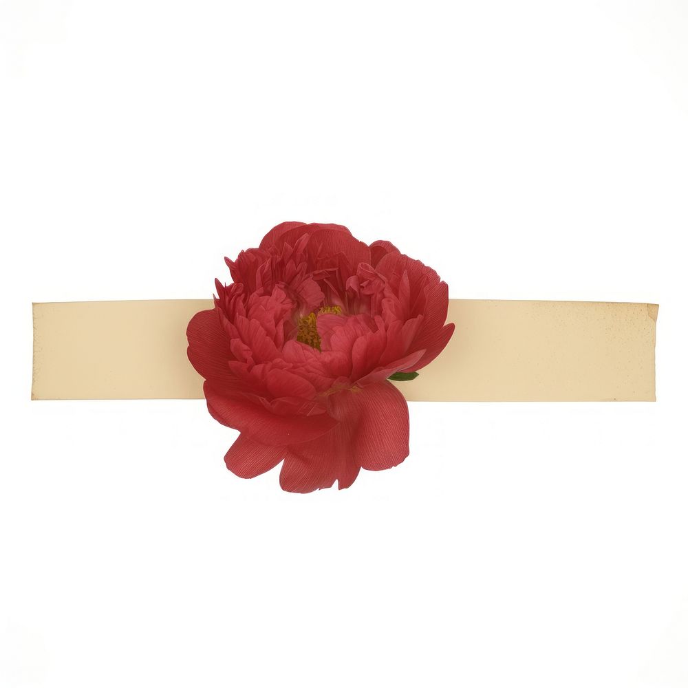 Red peonies accessories accessory blossom.