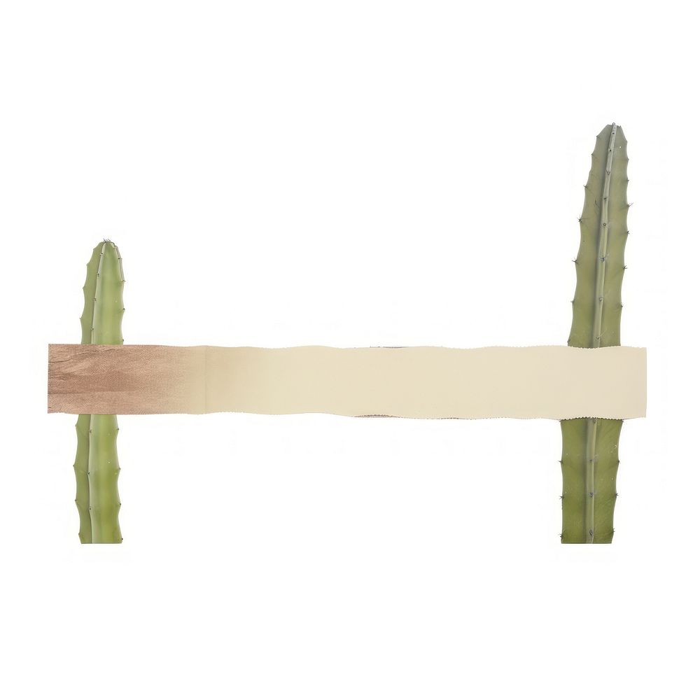 Abstract cactus shelf.