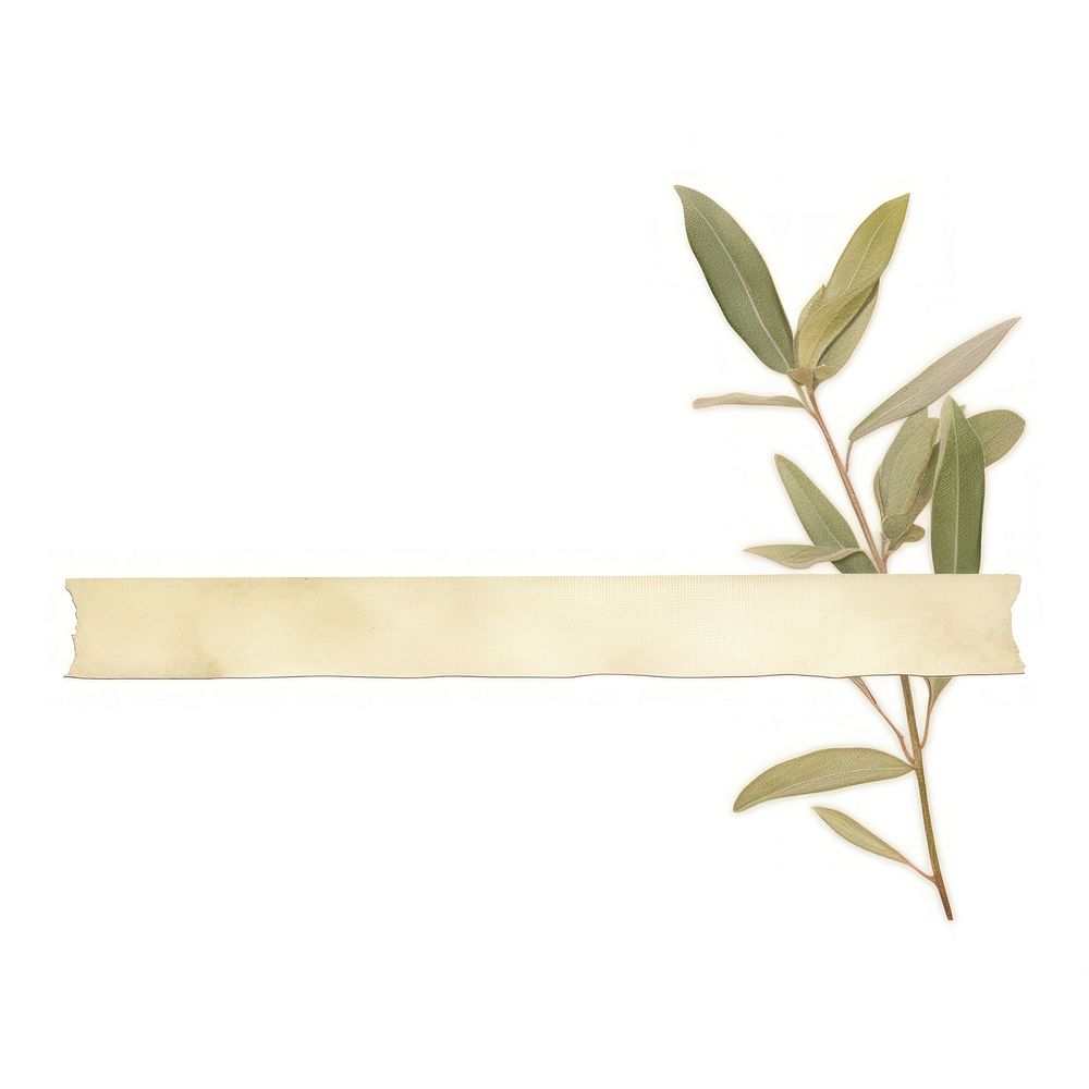 Olive leaf plant paper white background.
