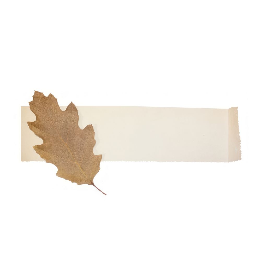 Oak leaf plant paper white background.