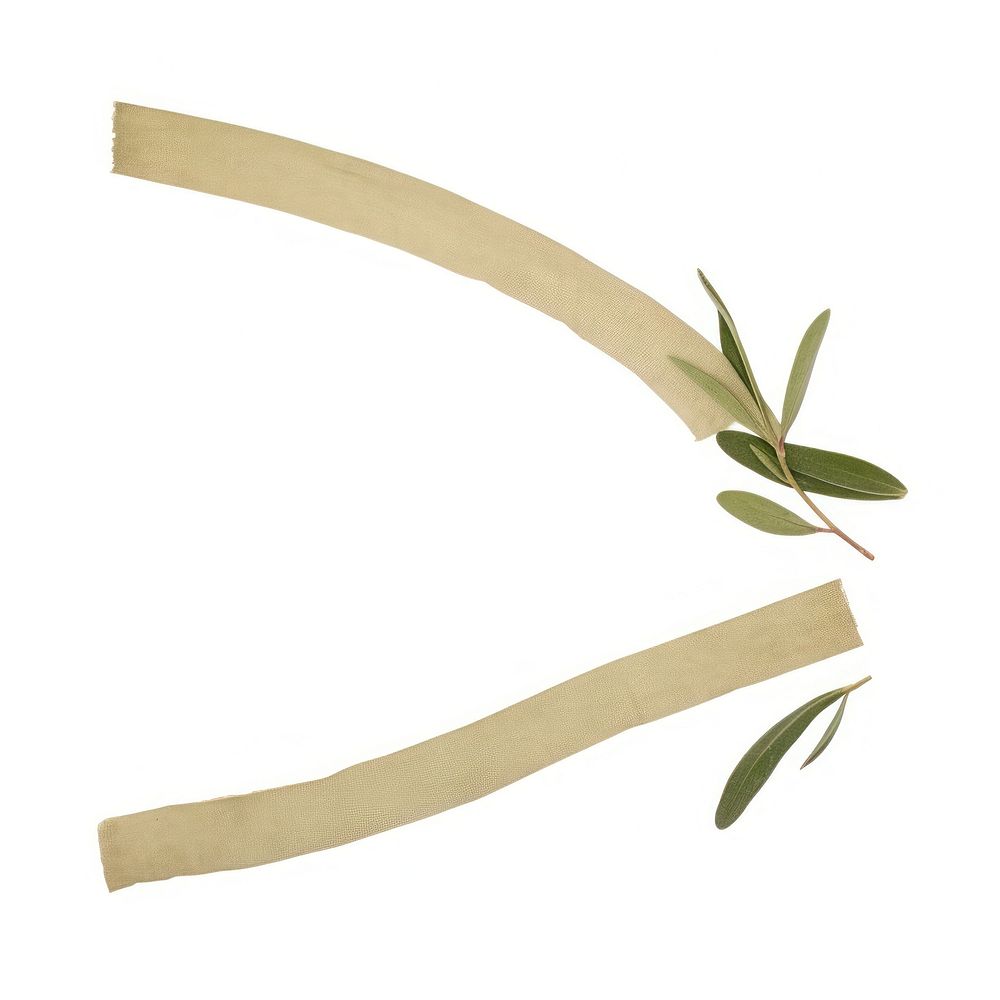 Olive leaf plant white background accessories.
