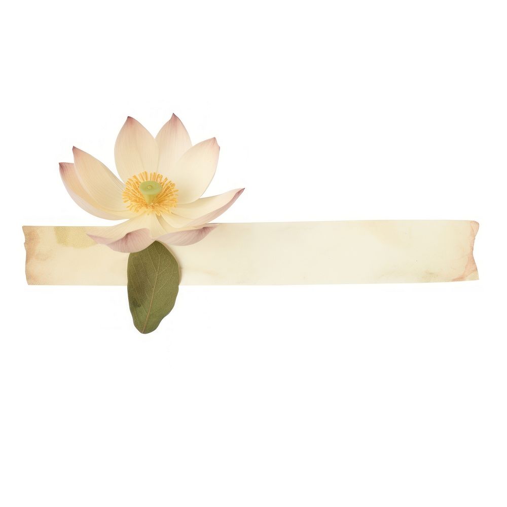 Lotus flower petal plant paper.