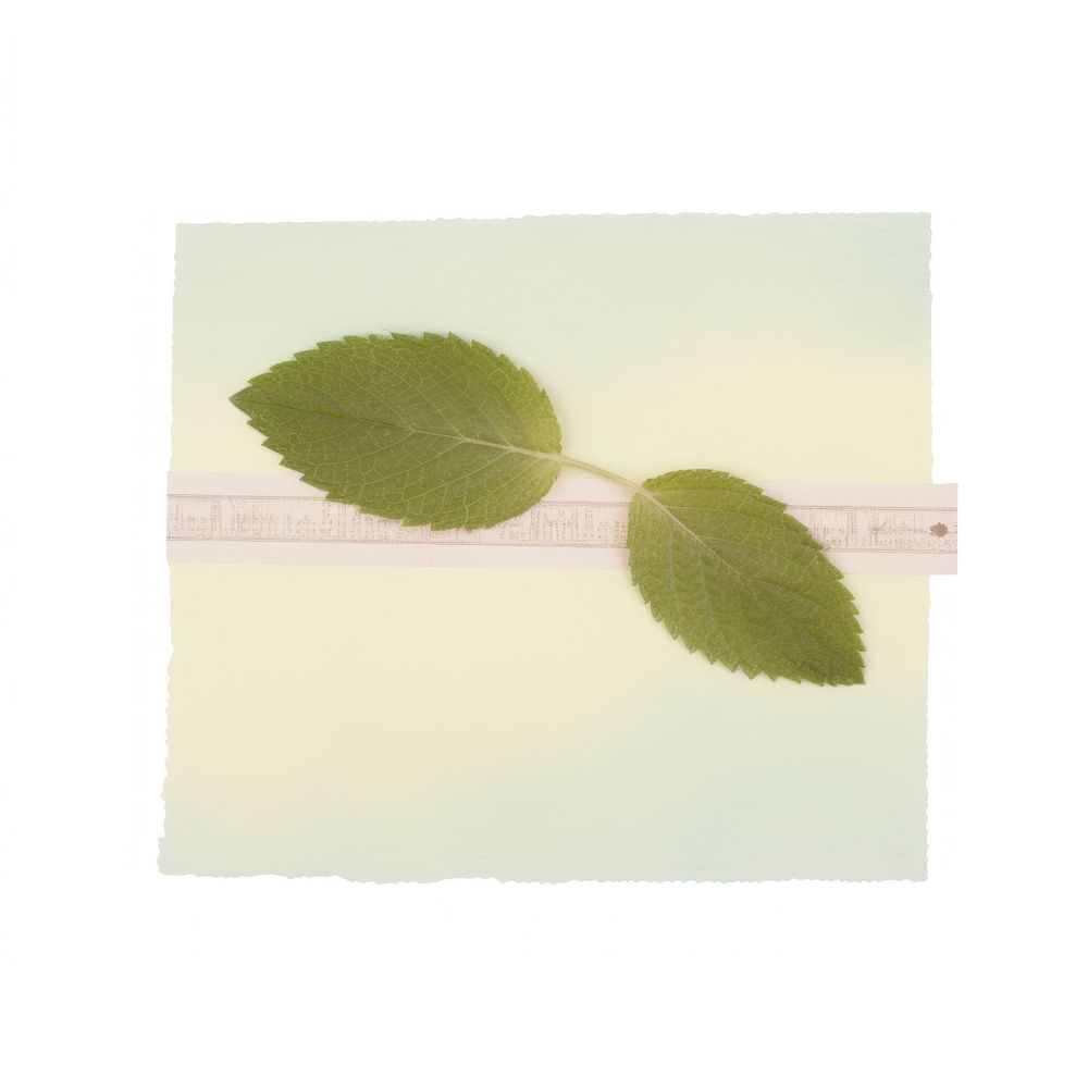 Mint leaf paper plant white background.