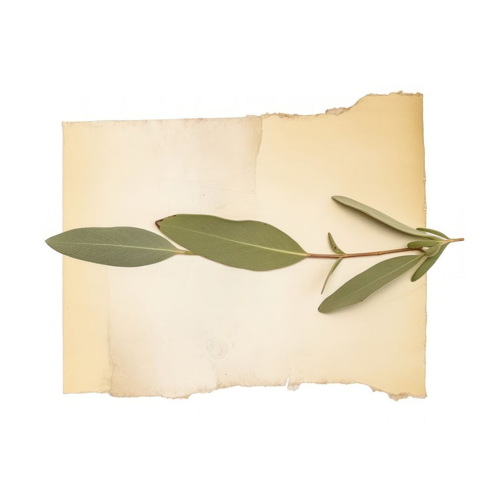 Olive leaf paper plant white background.