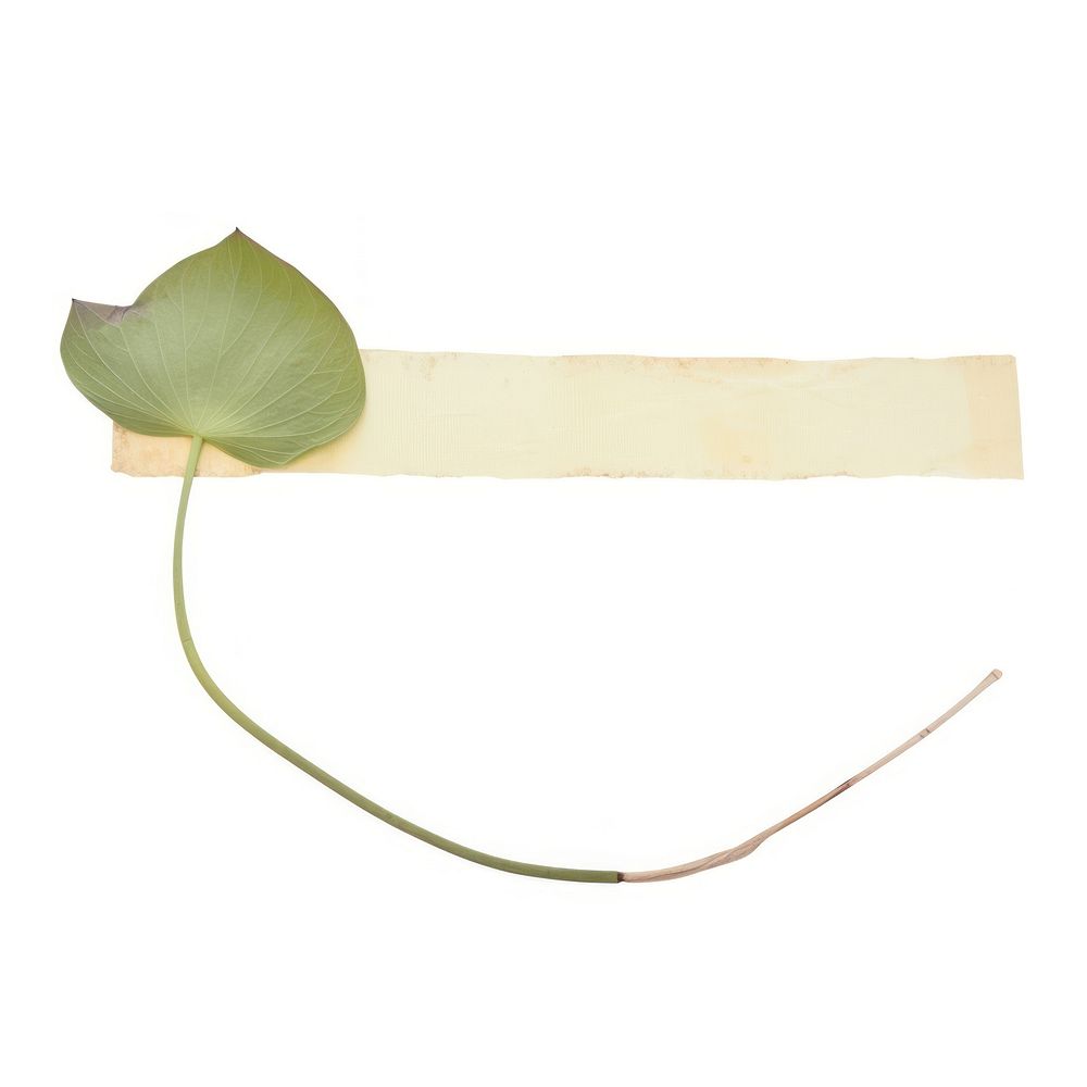 Lotus leaf plant petal paper.