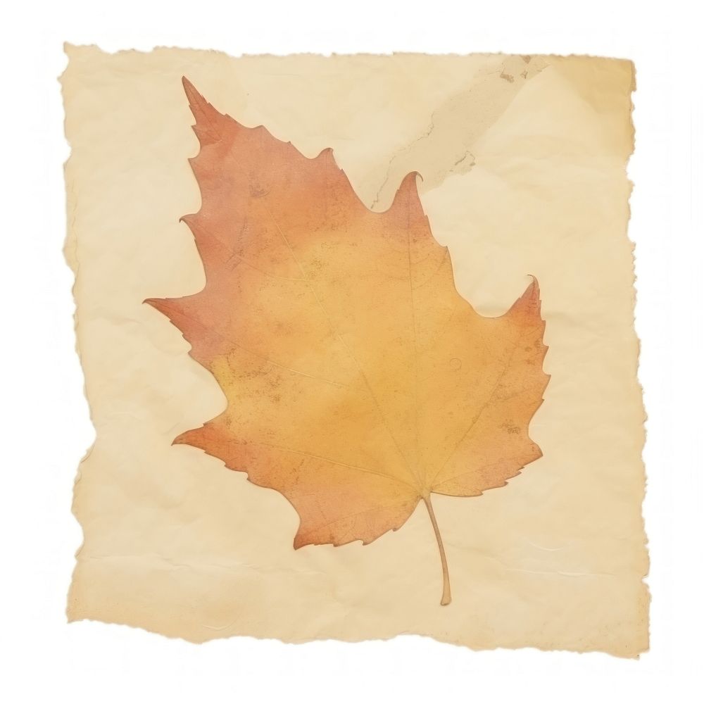 Autumn leaf ripped paper backgrounds plant white background.