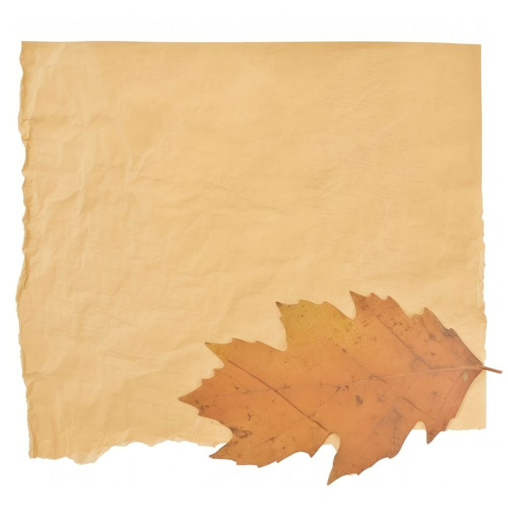 Autumn leaf ripped paper backgrounds plant text.