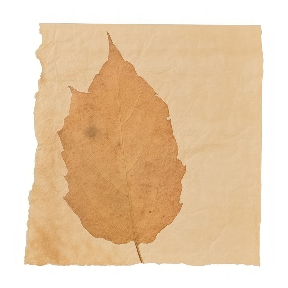 Brown autumn leaf ripped paper backgrounds plant tree.