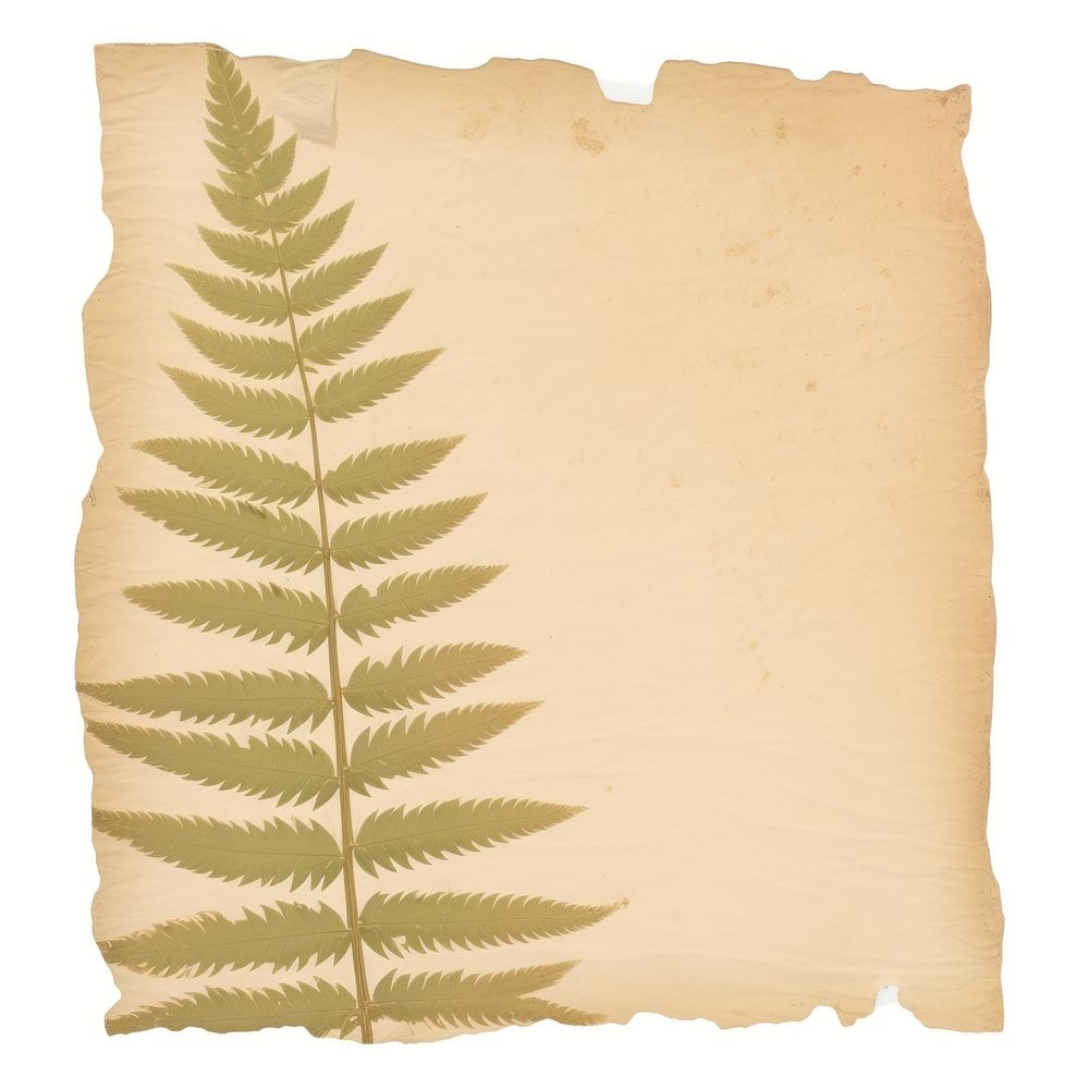 Fern leaves ripped paper plant text white background.