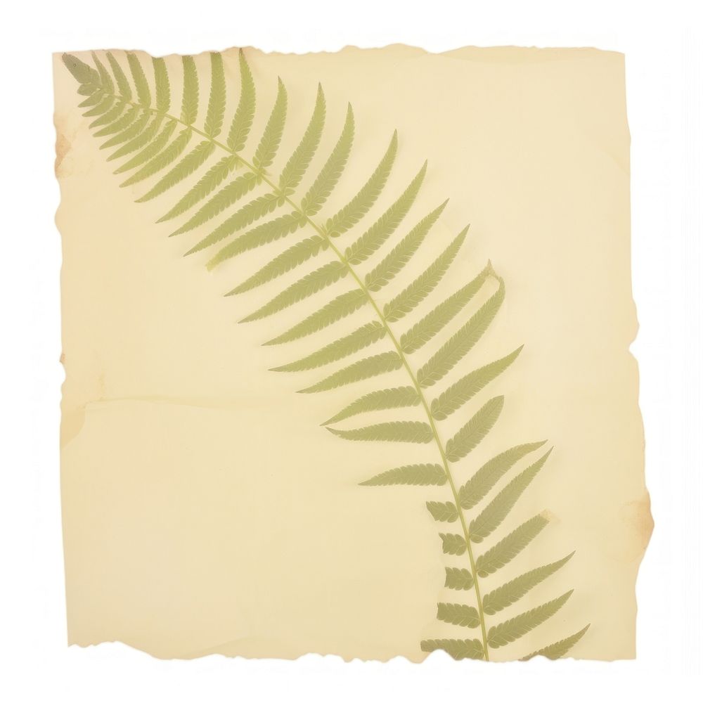 Fern leaves ripped paper plant leaf white background.