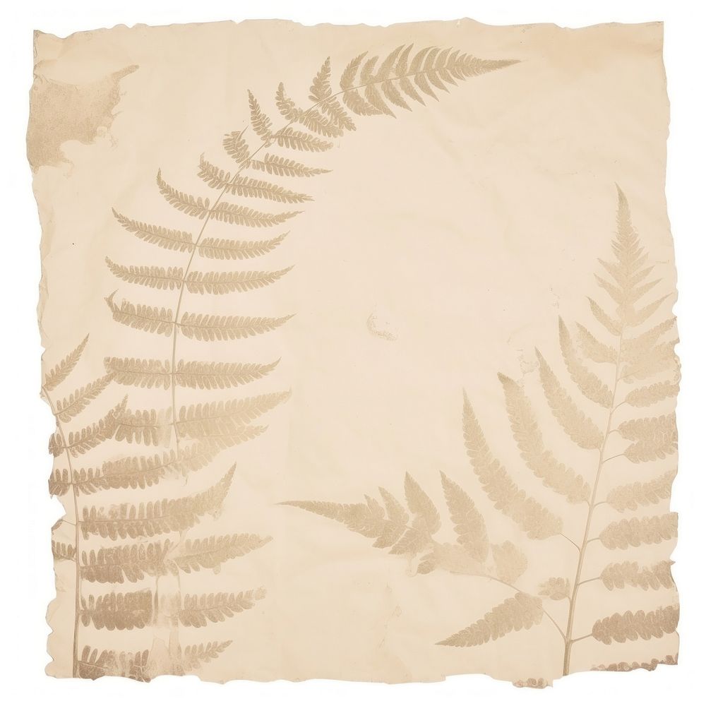 Fern leaves ripped paper backgrounds plant white background.