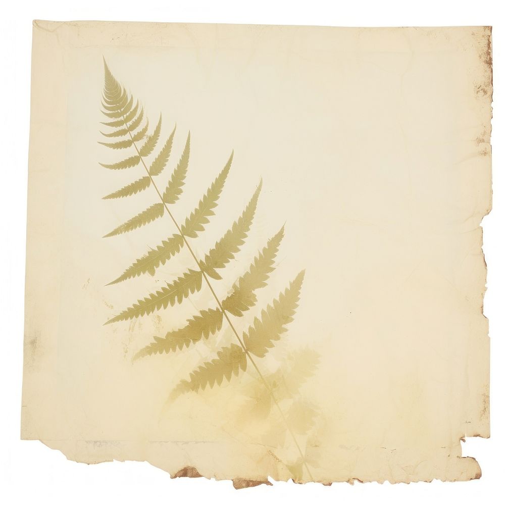 Fern leaves ripped paper plant leaf text.