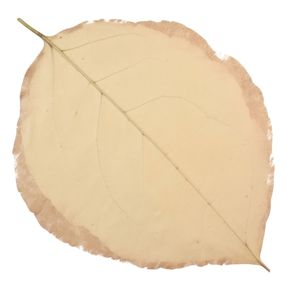 Leaf shape ripped paper plant white background nature.