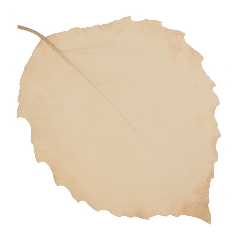 Leaf shape ripped paper plant white background textured.