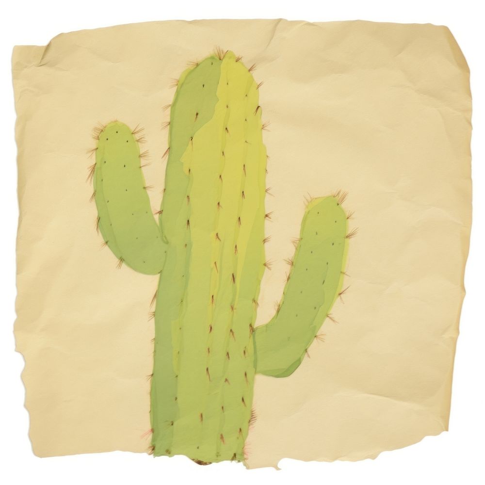 Cactus ripped paper backgrounds plant white background.