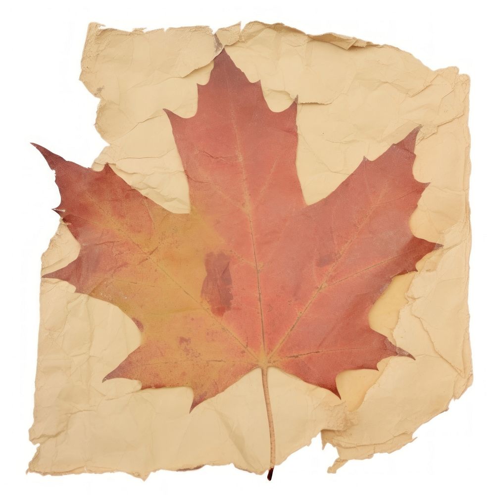 Maple leaf ripped paper backgrounds plant tree.