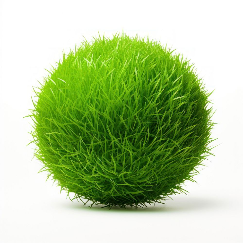 Sphere shape grass green plant ball.