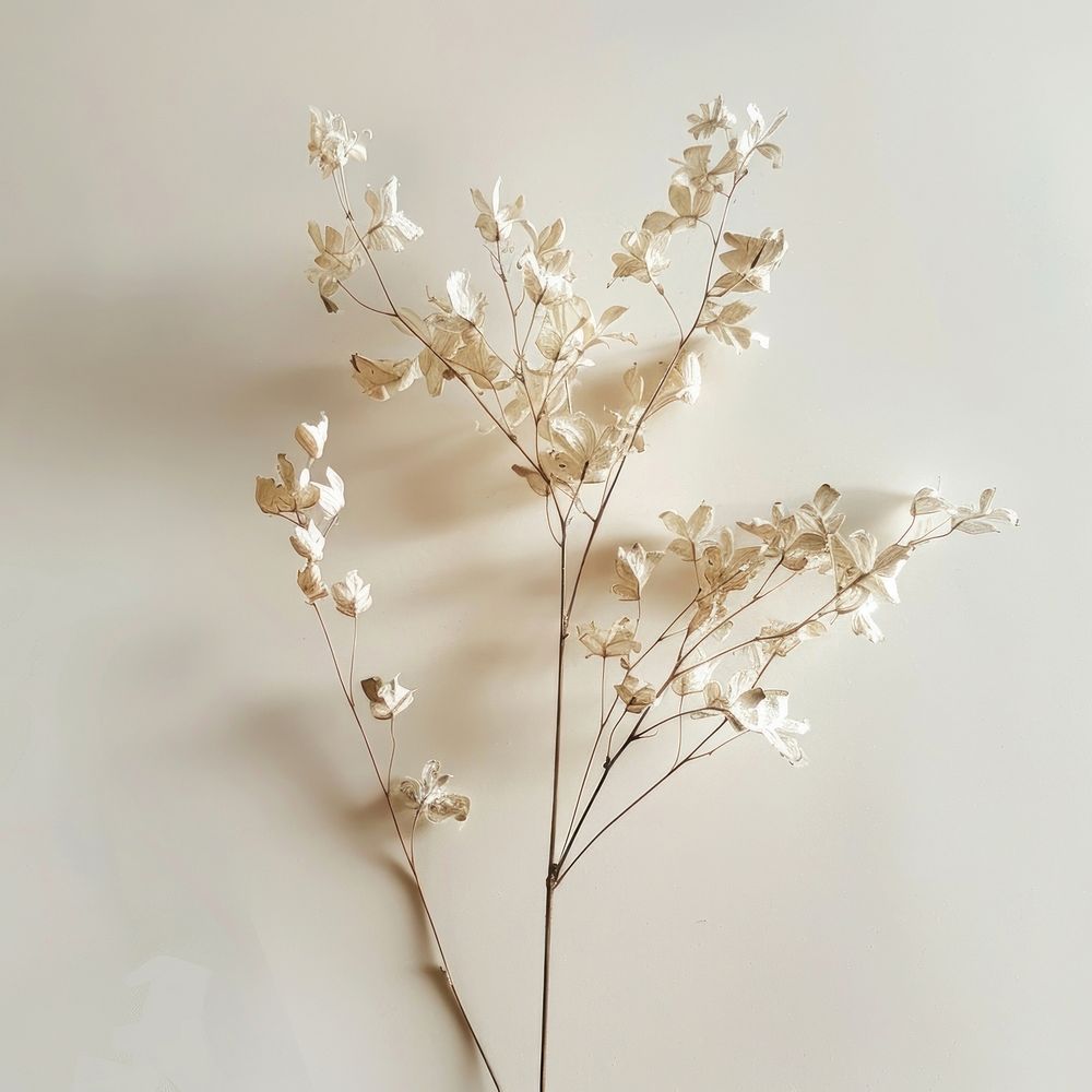 Minimalism dried flower plant white architecture.