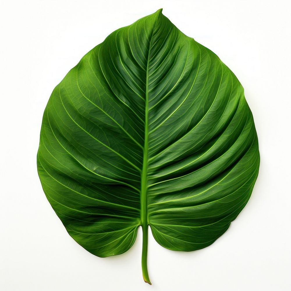 Tropical leave plant green leaf.