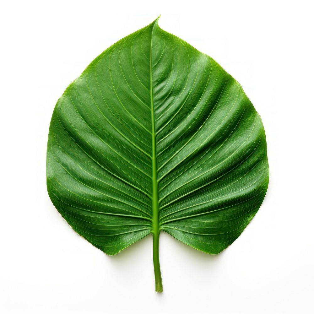 Tropical leave plant leaf white background.
