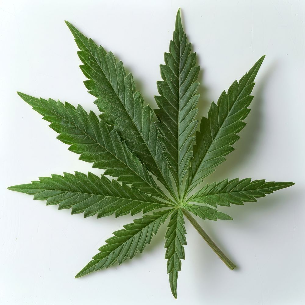 Green cannabis leaves plant green herbs.