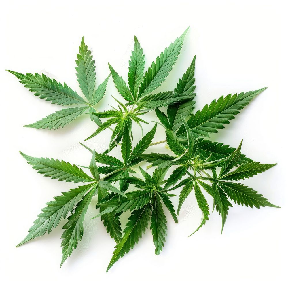 Green cannabis leaves plant green herbs.
