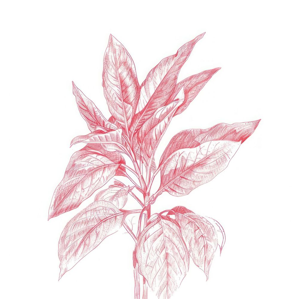 Bouquet drawing sketch plant.