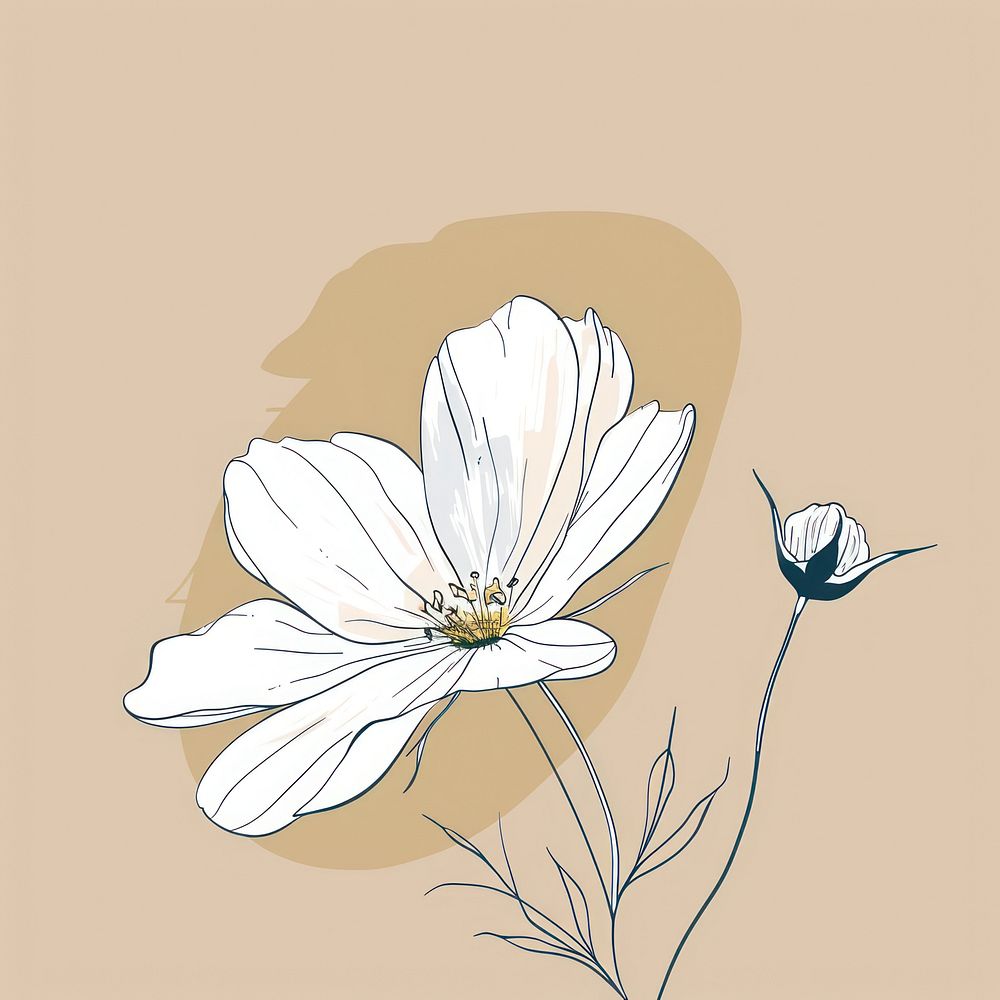 White flower illustrated asteraceae painting.