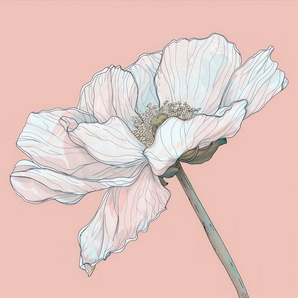 White flower illustrated anemone blossom.