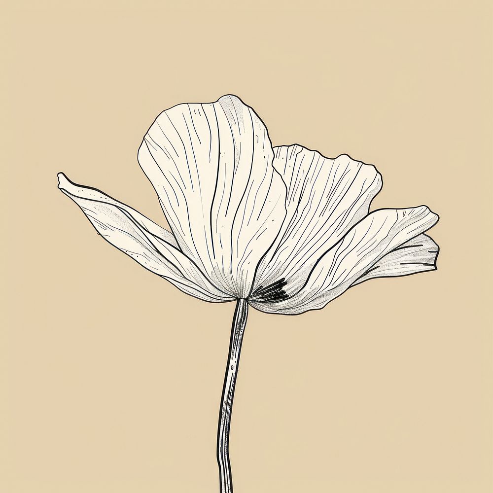 White flower illustrated blossom drawing.