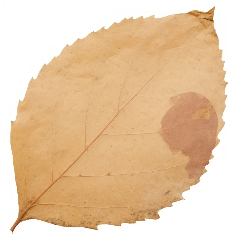 Leaf shape ripped paper jacuzzi plant tree.