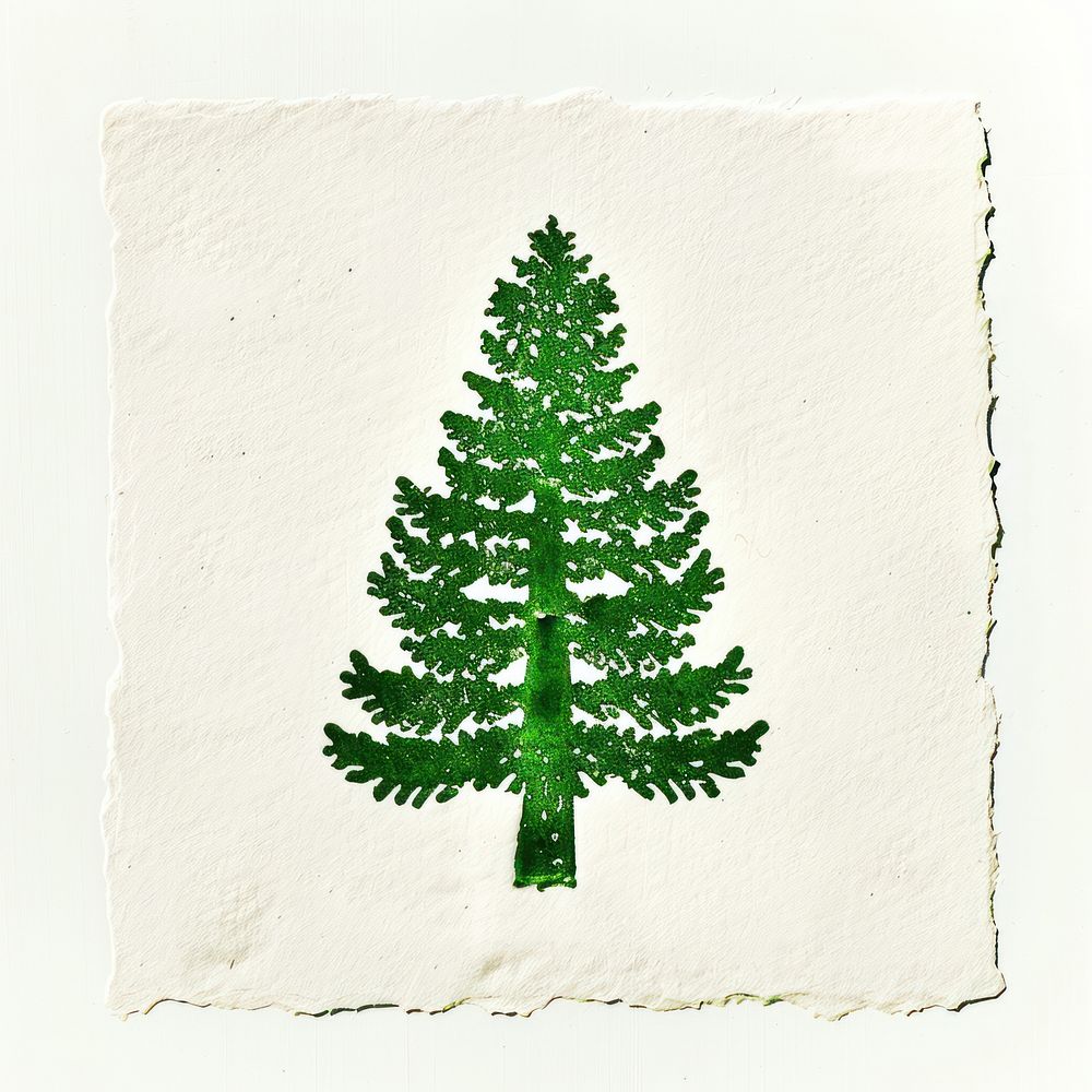 Pine conifer plant abies.