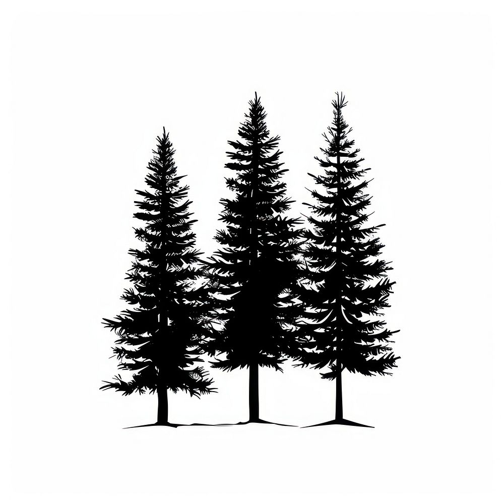 Pine trees silhouette conifer plant.