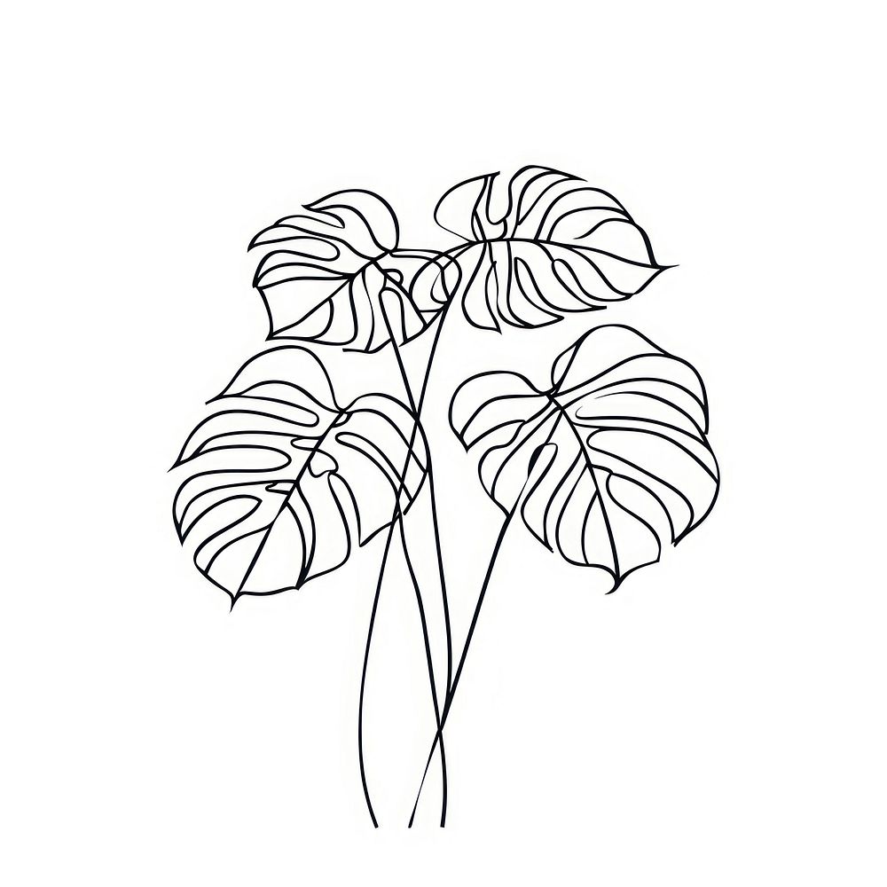 Monstera illustrated drawing sketch.