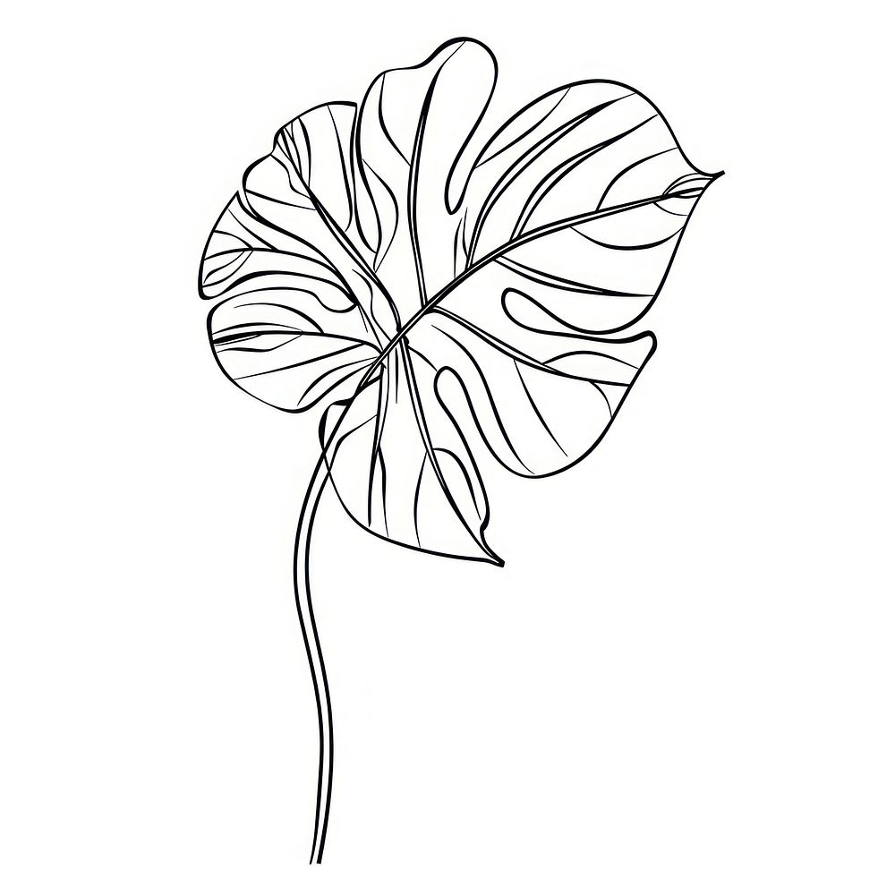 Monstera illustrated drawing blossom.