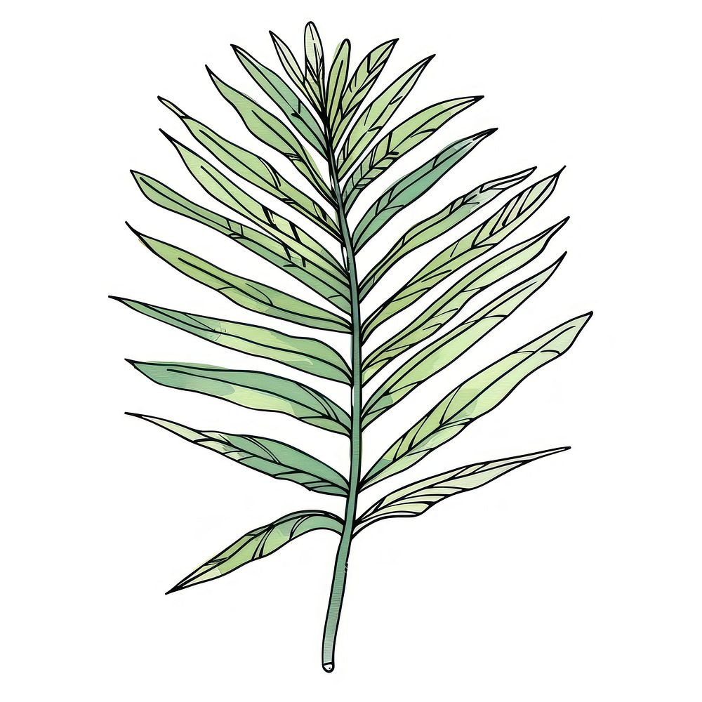 Plam leaf sketch art illustrated.