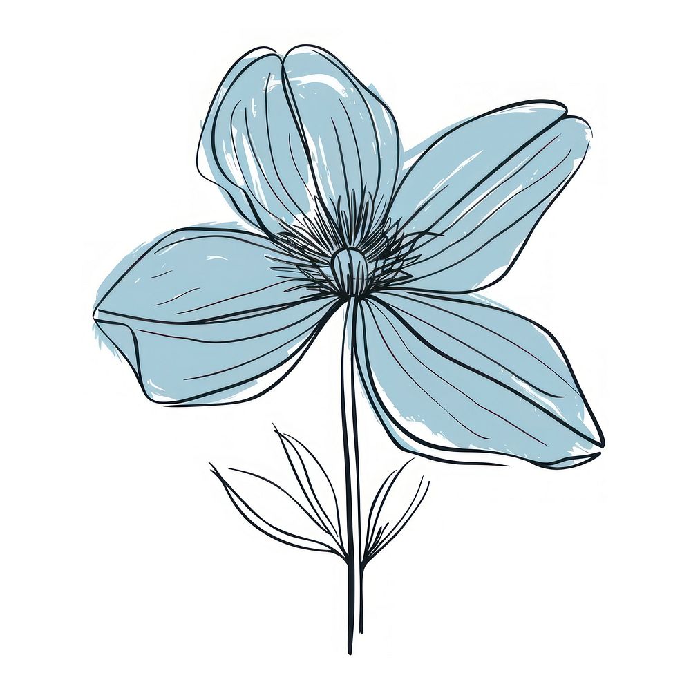 Flower sketch illustrated drawing.