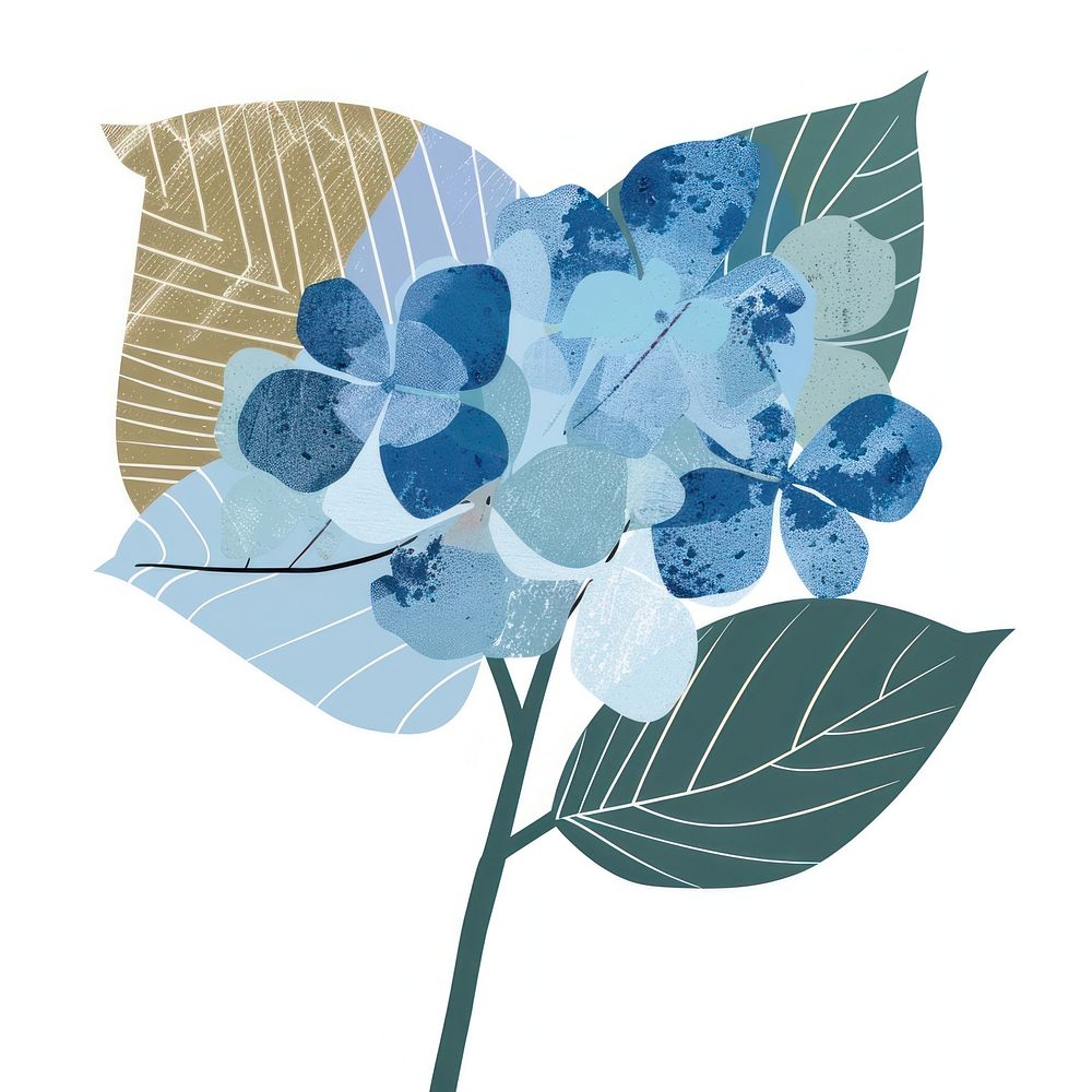 Blue hydrangea flower illustrated blueberry graphics.