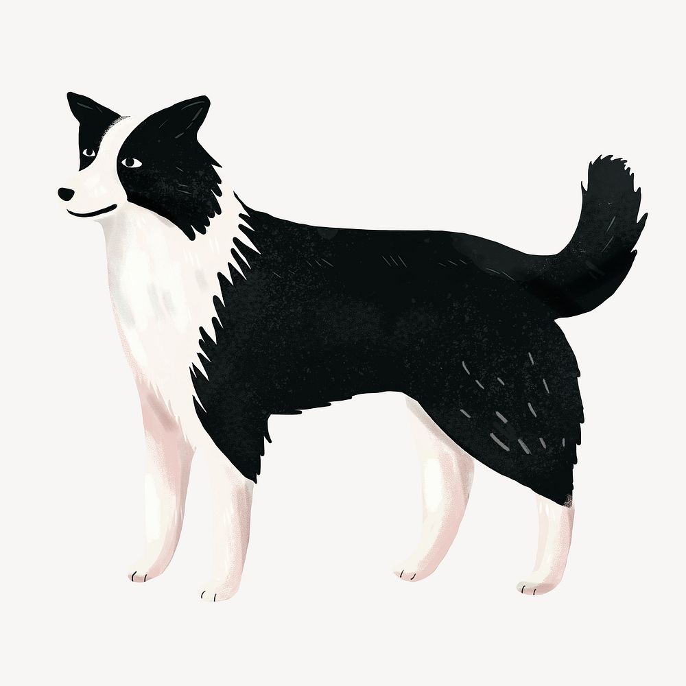 Border collie dog digital art illustration