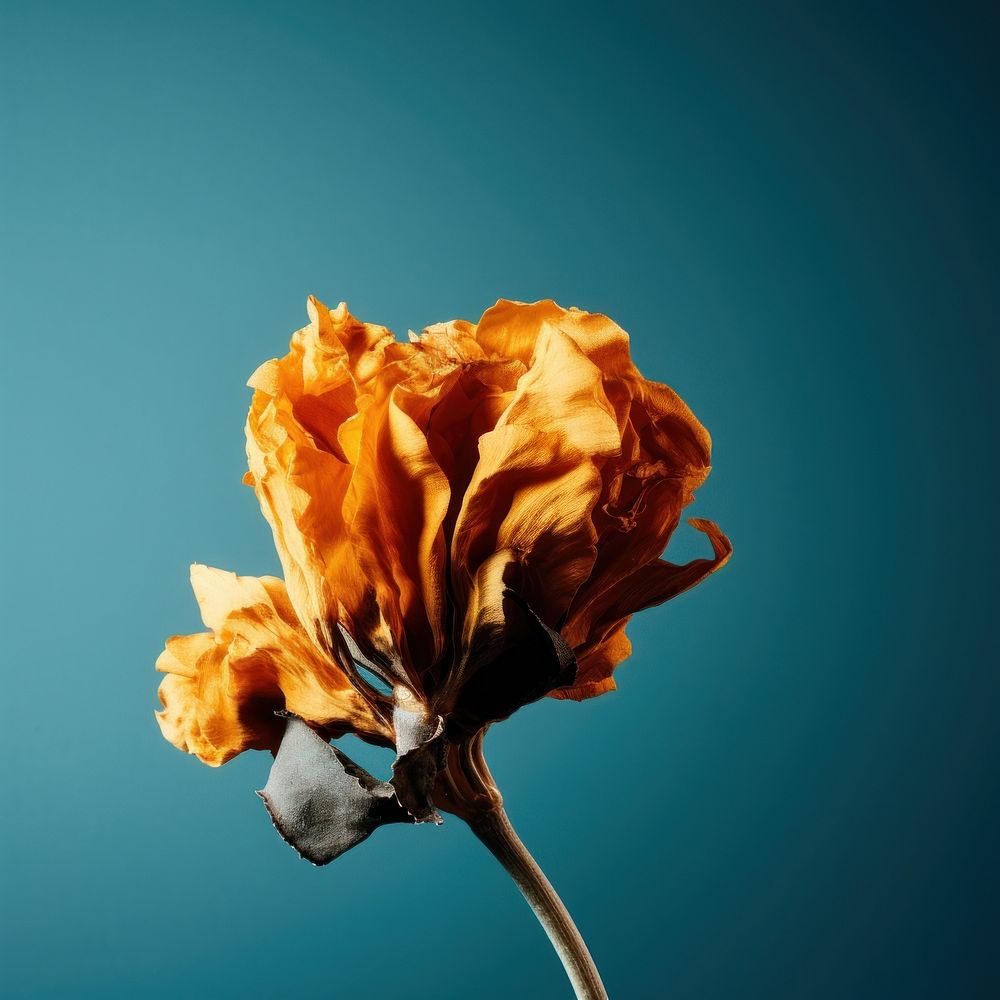 Photo of a dried flower asteraceae blossom anther.