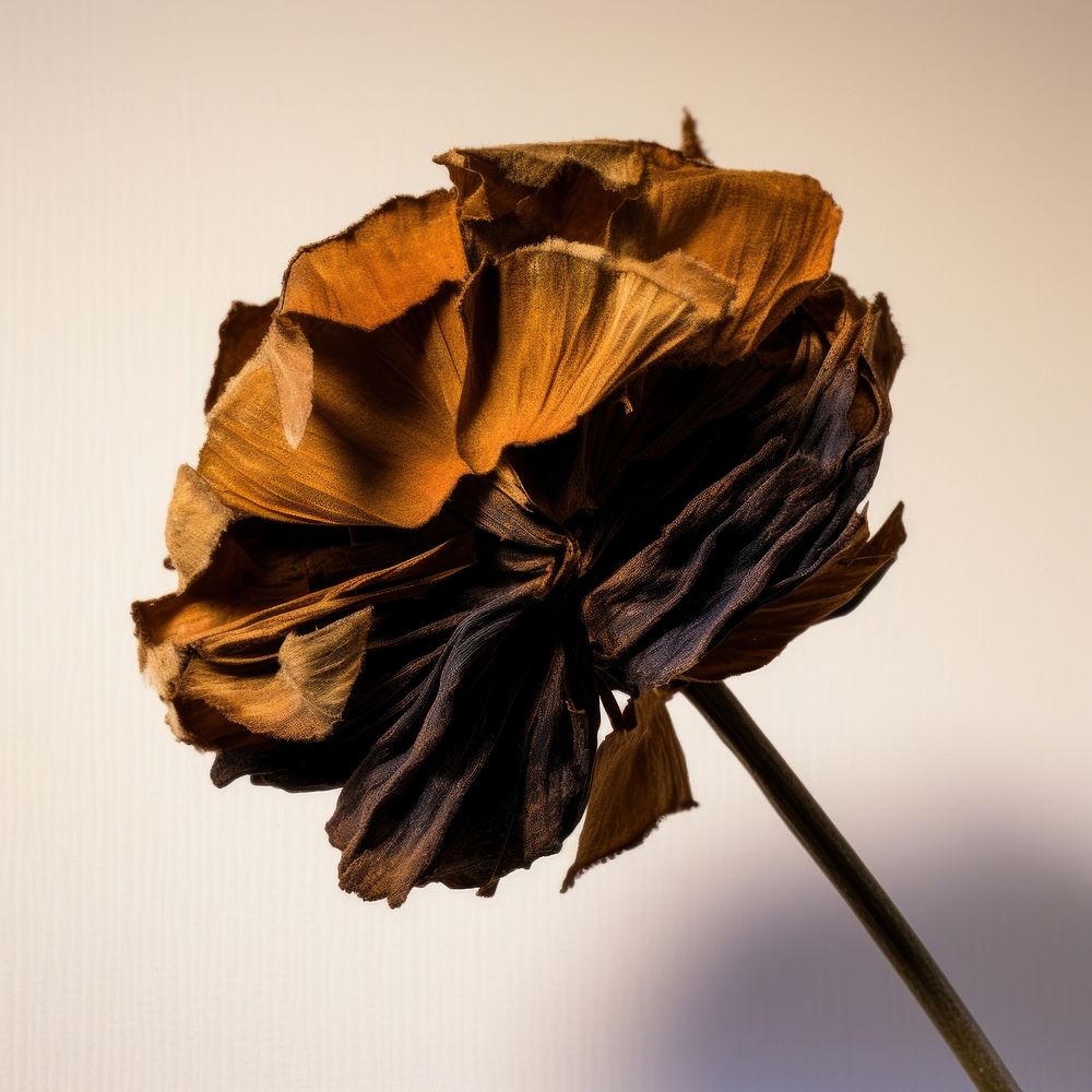Photo of a dried flower asteraceae blossom petal.