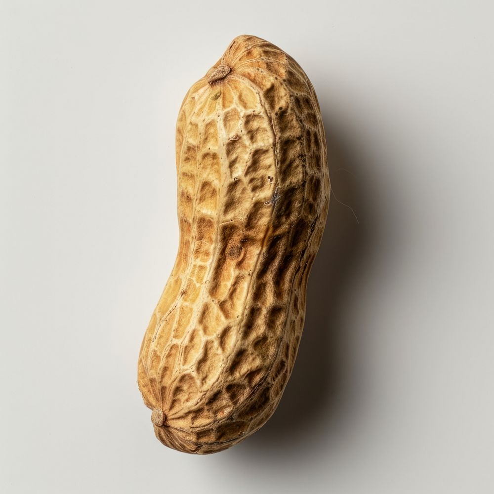 Photo of a single peanut vegetable produce reptile.